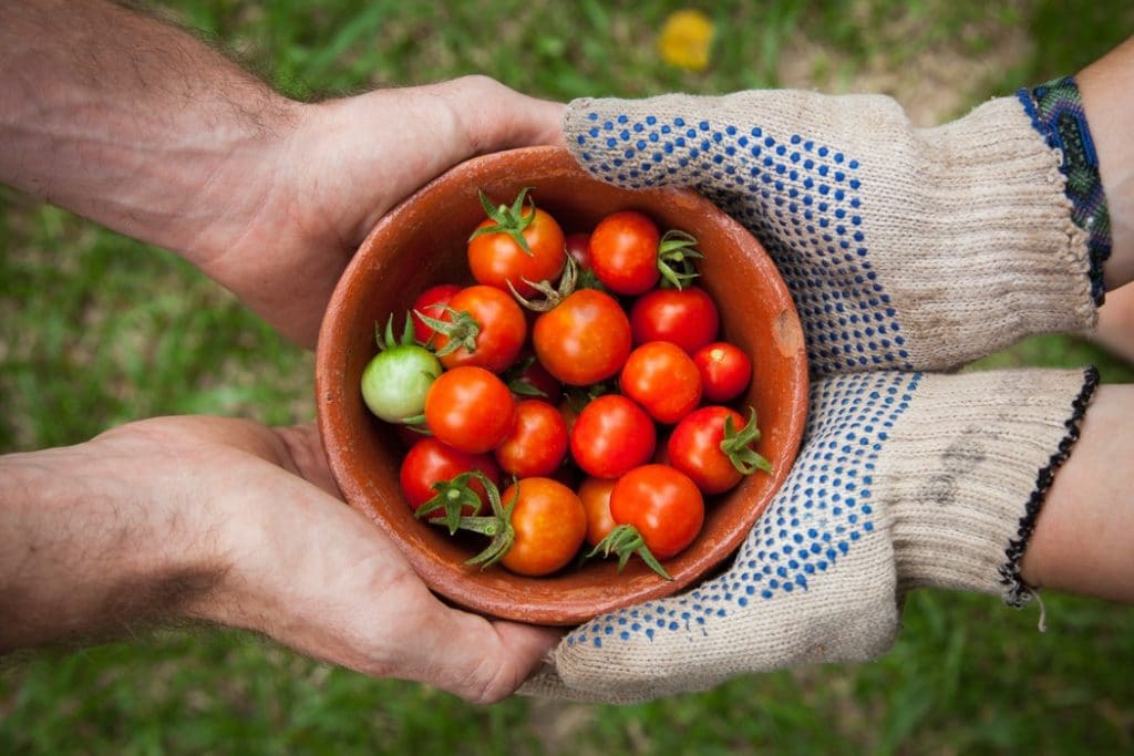 bowl of tomatoes being handed to a person with gloves on. 