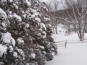 backyard landscape full of snow